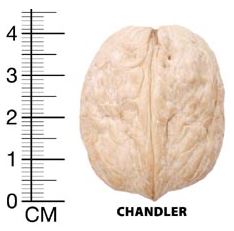 chandler ceviz meyvesi