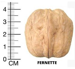 fernette ceviz meyvesi