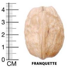 franquette ceviz meyvesi