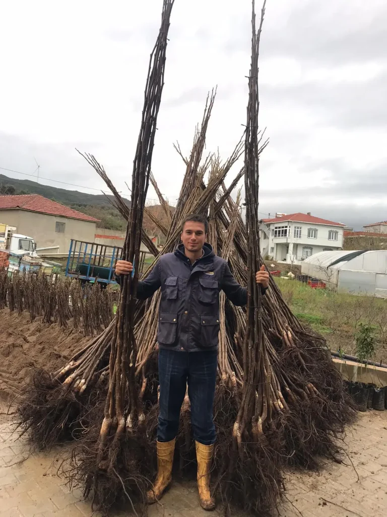 jumbo ceviz fidanı 2