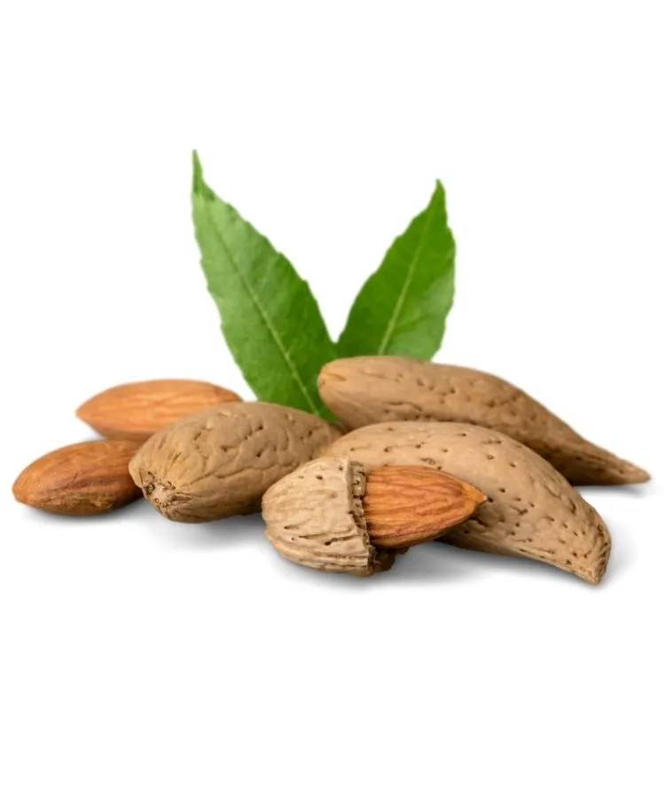 olacak fidancilik badem