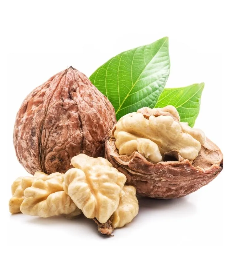 olacak fidancilik ceviz