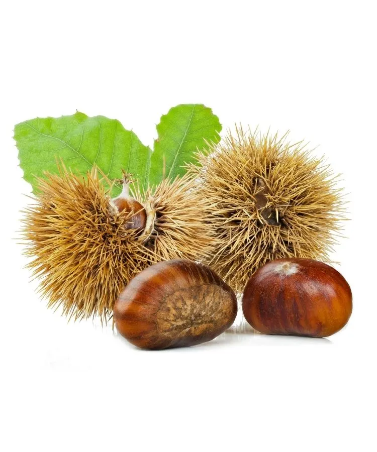 olacak fidancilik kestane