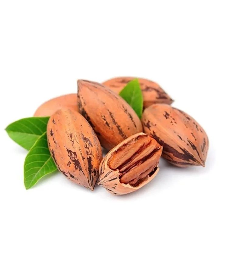 olacak fidancilik pikan cevizi